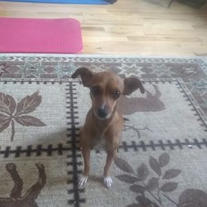 Meet your Posher, Grace